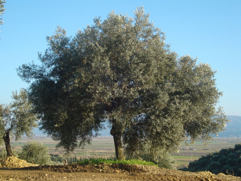 2'li Bahar Paketi - Hediye Et