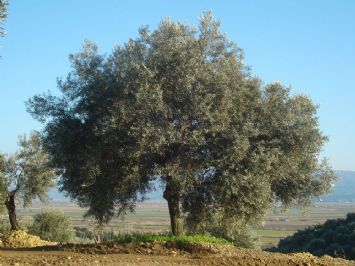 2'li Bahar Paketi - Hediye Et